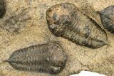 Cluster Of Ordovician Trilobites (Sokhretia?) - Erfoud, Morocco #131815-5